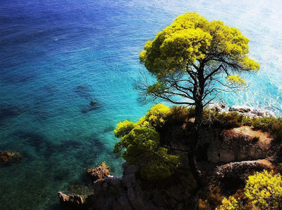 L'Arbre et la Mer Broderie Diamant