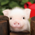 Le Petit Cochon Rose Tout Juste Né Broderie Diamant