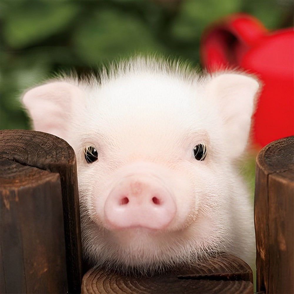 Le Petit Cochon Rose Tout Juste Né Broderie Diamant