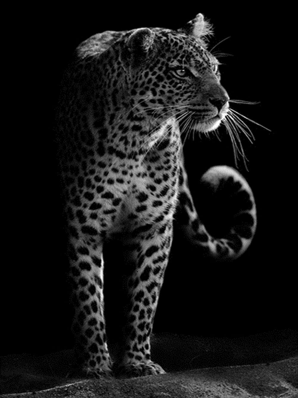 Léopard Broderie Diamant