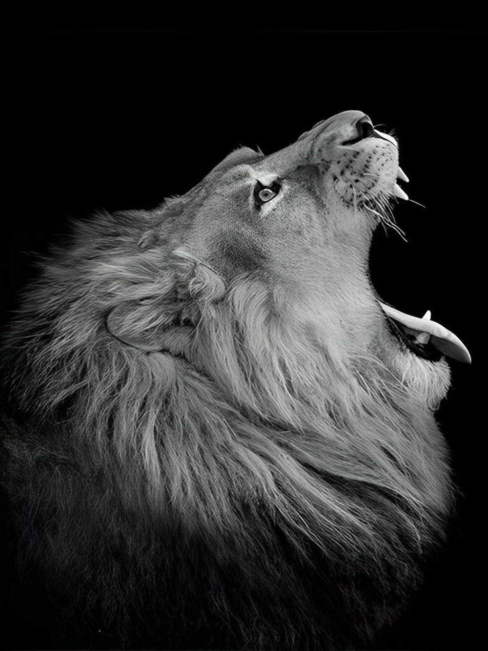 Lion avec la Bouche Ouverte Broderie Diamant