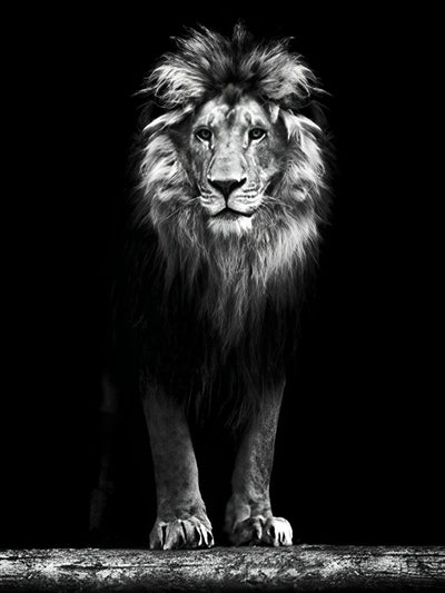 Lion Blanc et Noir Debout Broderie Diamant