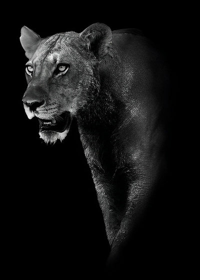 Lion Broderie Diamant