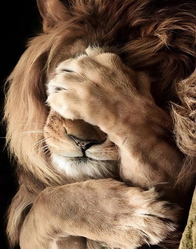 Lion Couvrant Son Visage Broderie Diamant