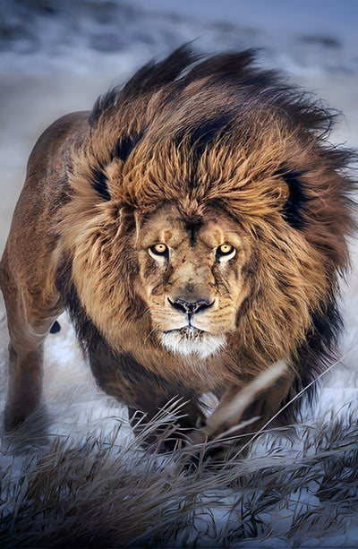 Lion Marchant Broderie Diamant