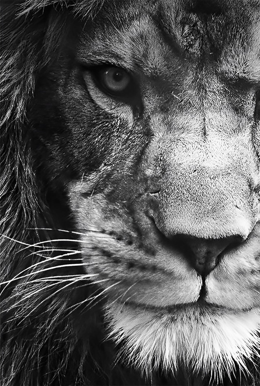 Lion Noir et Blanc Animal Broderie Diamant