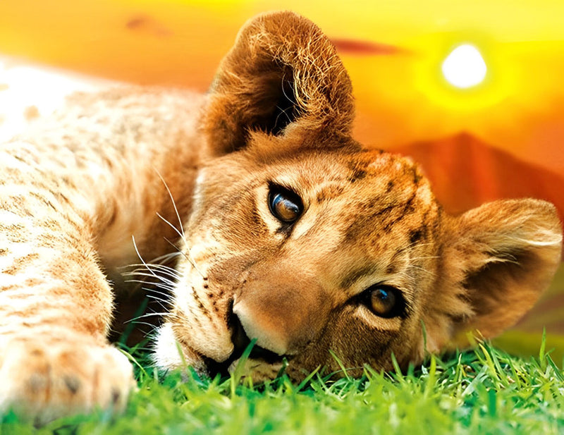 Lionceau Allongé sur la Pelouse Broderie Diamant