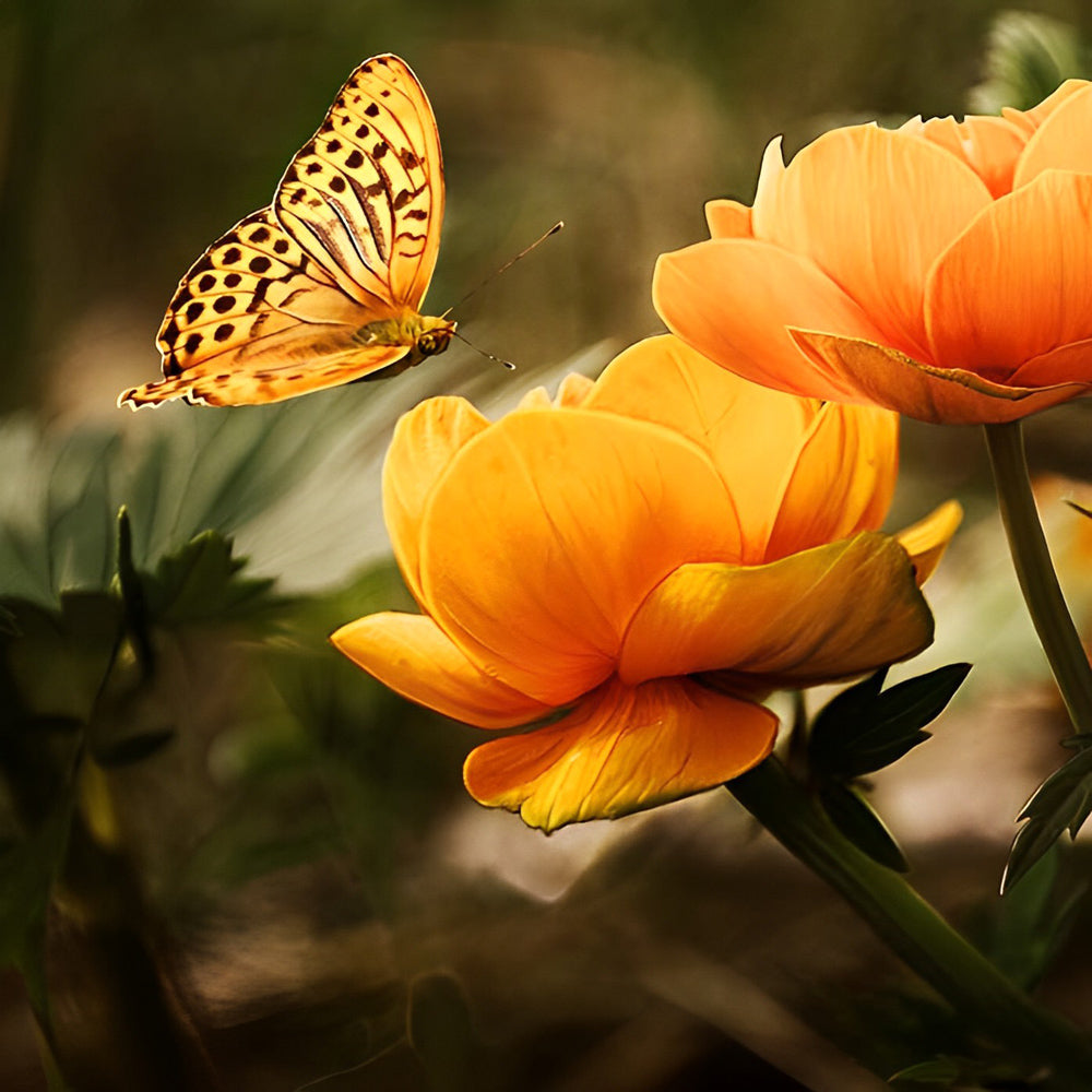 Lotus Oranges et Papillon Orange Broderie Diamant