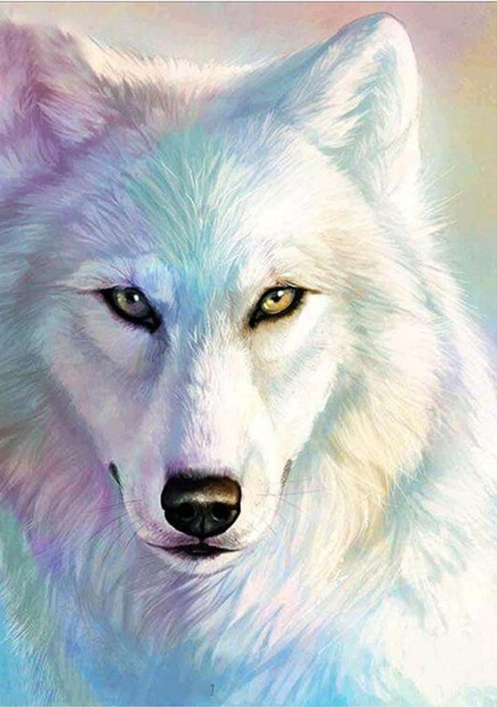 Loup Blanc en Couleurs Magnifiques Broderie Diamant