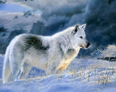 Loup Blanc et Noir dans la Neige Broderie Diamant