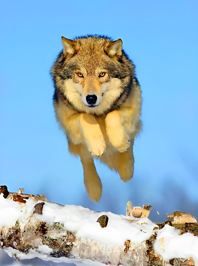 Loup Sauteur Broderie Diamant