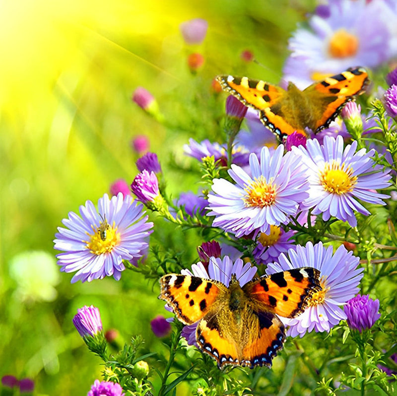 Marguerites Violettes et Papillons Broderie Diamant