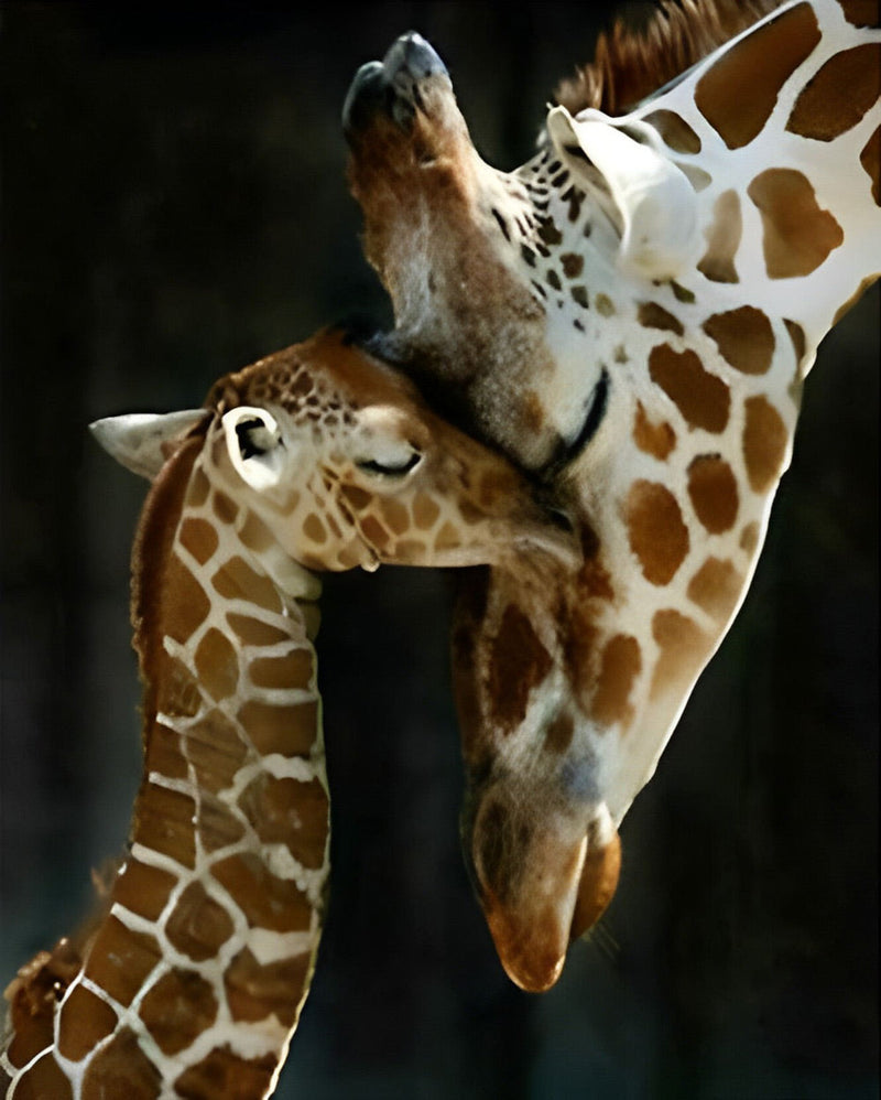 Mère Girafe et Son Bébé Intimes Broderie Diamant