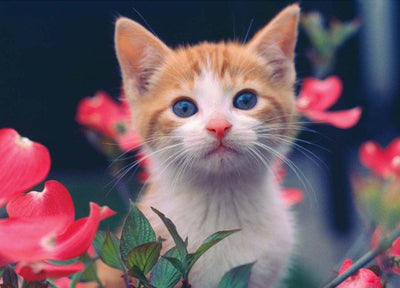 Mignon Chaton Orange avec des Fleurs Broderie Diamant