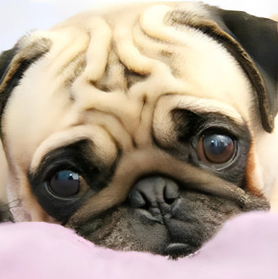 Mignon Chien Carlin Innocent Broderie Diamant