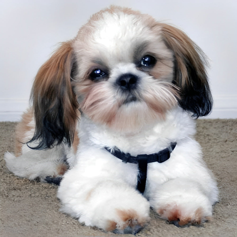 Mignon Chien Shih Tzu Broderie Diamant
