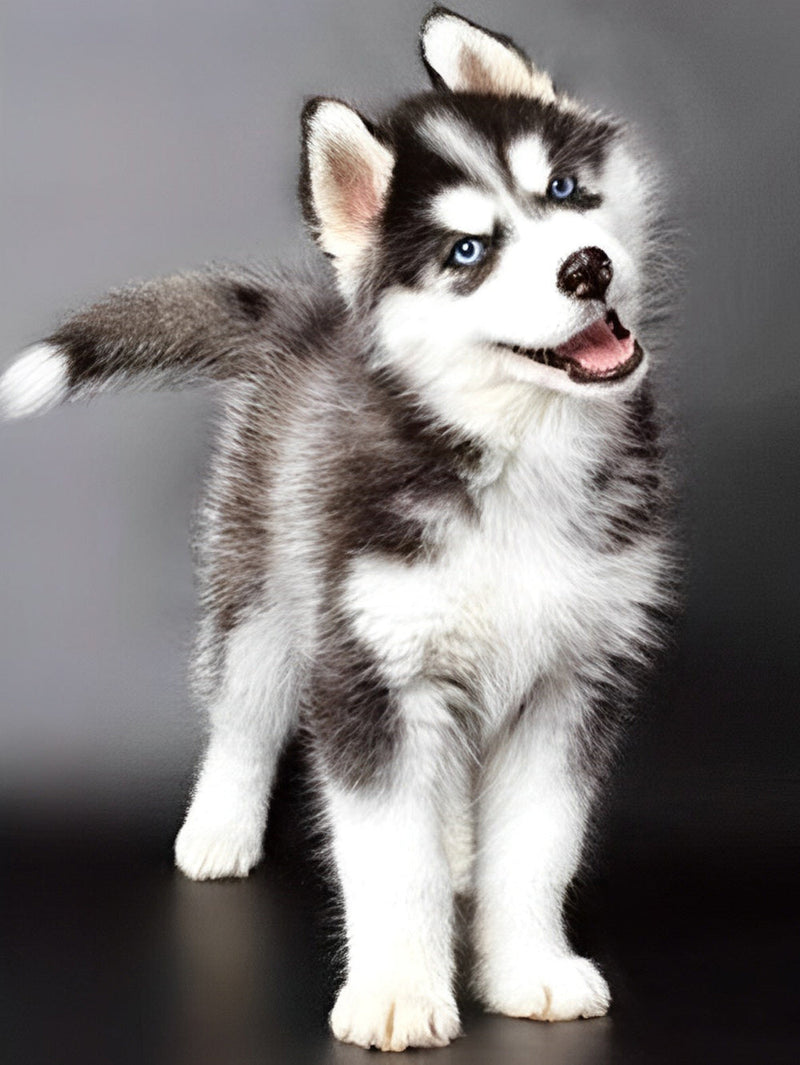 Mignon Chiot Husky avec Tête Inclinée Broderie Diamant