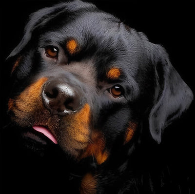 Mignon Chiot Rottweiller Broderie Diamant