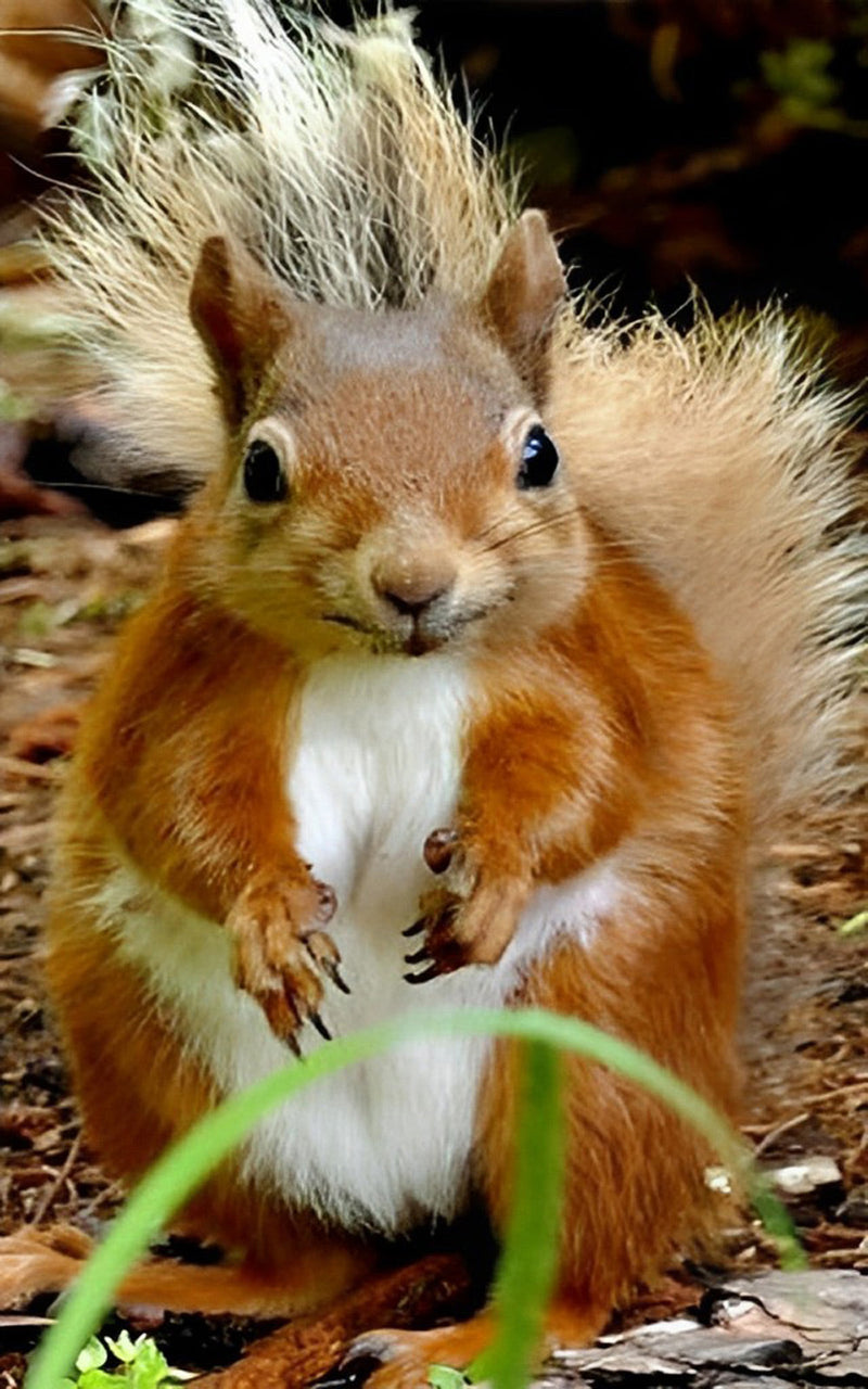 Mignon Écureuil Roux Broderie Diamant