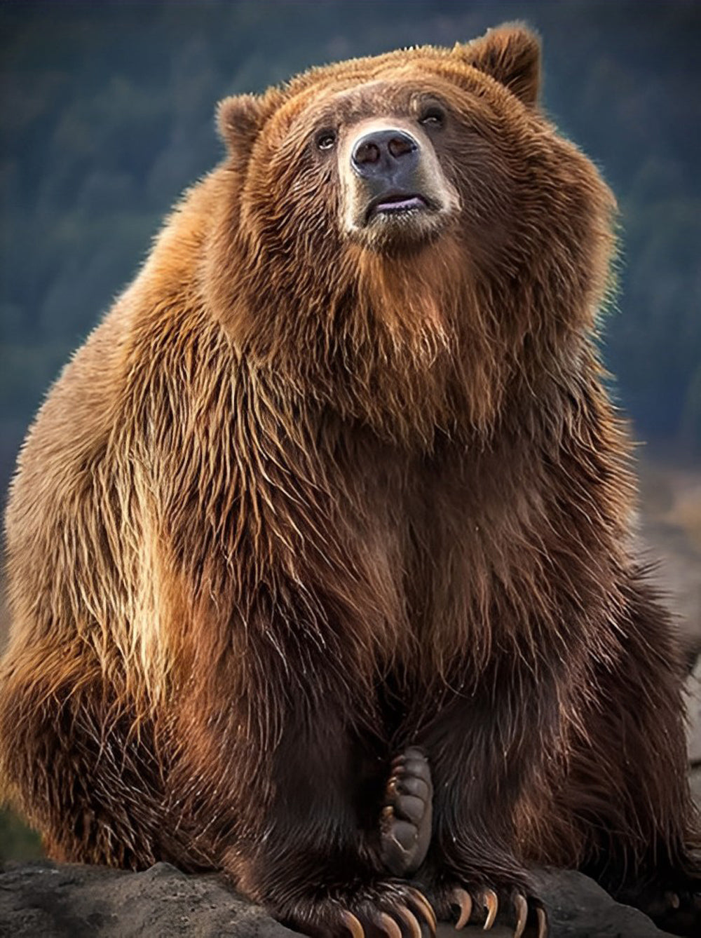 Mignon Ours Brun Broderie Diamant