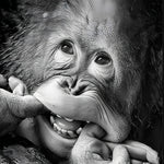 Mignon Petit Orang-outan Broderie Diamant