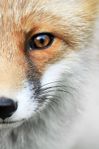 Mignon Petit Renard Broderie Diamant
