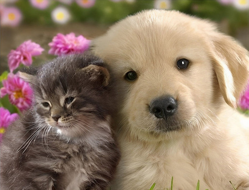 Mignons Chiot Golden Retriever et Chaton Broderie Diamant
