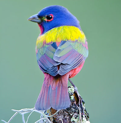 Oiseau aux Plumes Colorées Broderie Diamant