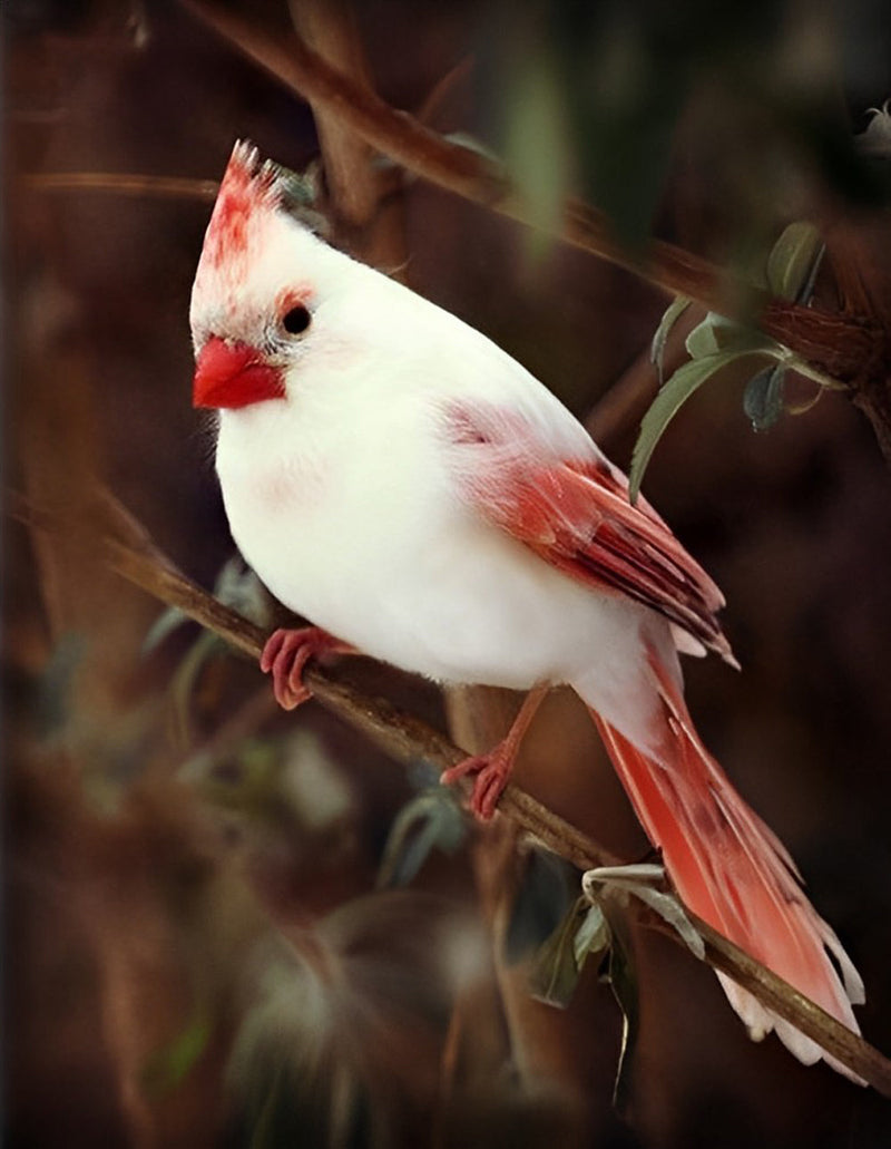 Oiseau Blanc au Bec Rouge Broderie Diamant