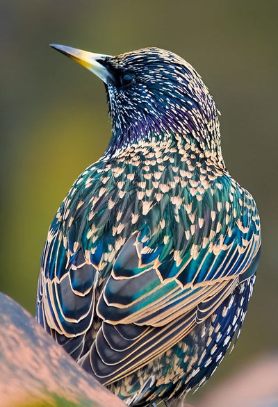 Oiseau Bleu avec des Points Blancs Broderie Diamant