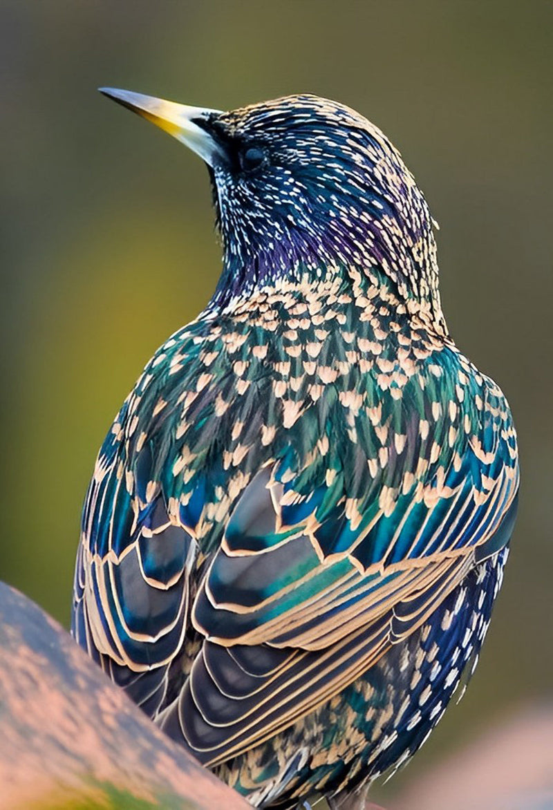 Oiseau Bleu avec des Points Blancs Broderie Diamant