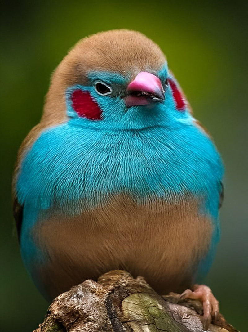 Oiseau Bleu et Marron Broderie Diamant
