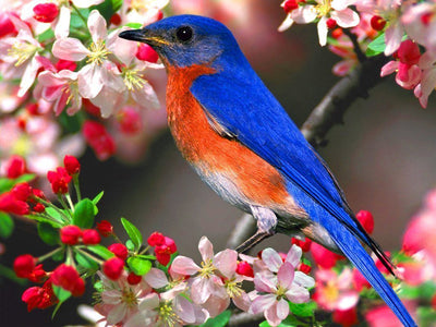 Oiseau Bleu et Orange avec des Fleurs Roses et Rouges Broderie Diamant