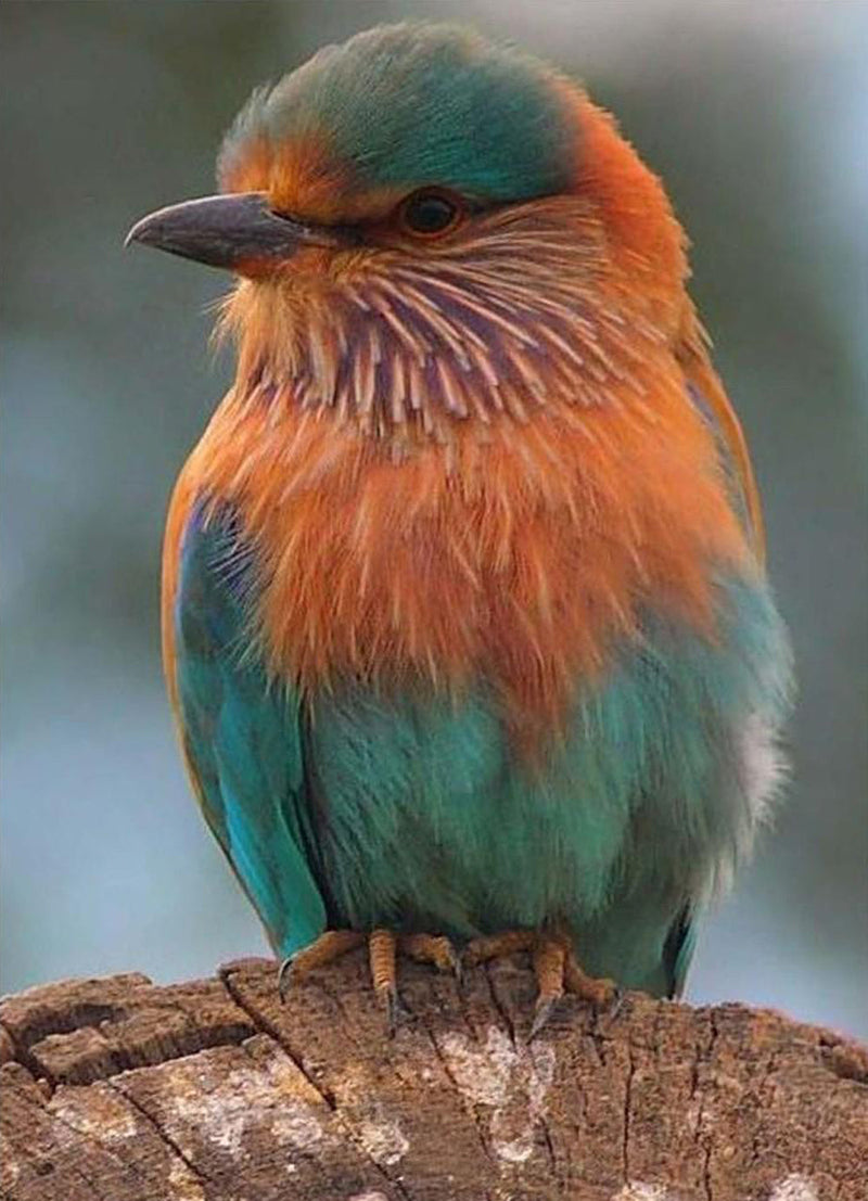 Oiseau Duveteux Broderie Diamant