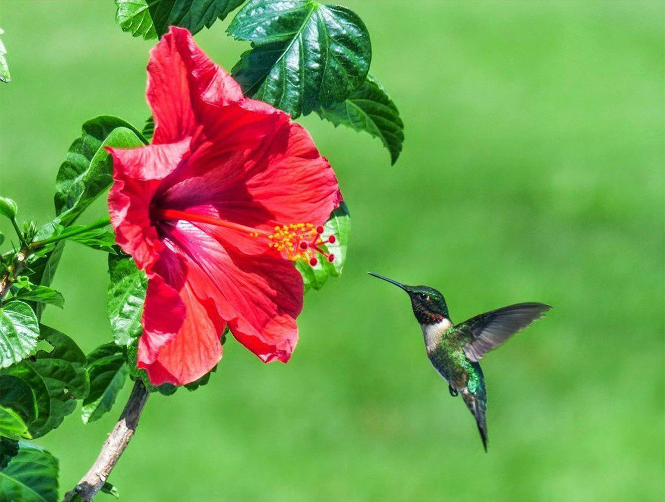 Oiseau-Mouche et Ipomée du Japon Rouge Broderie Diamant