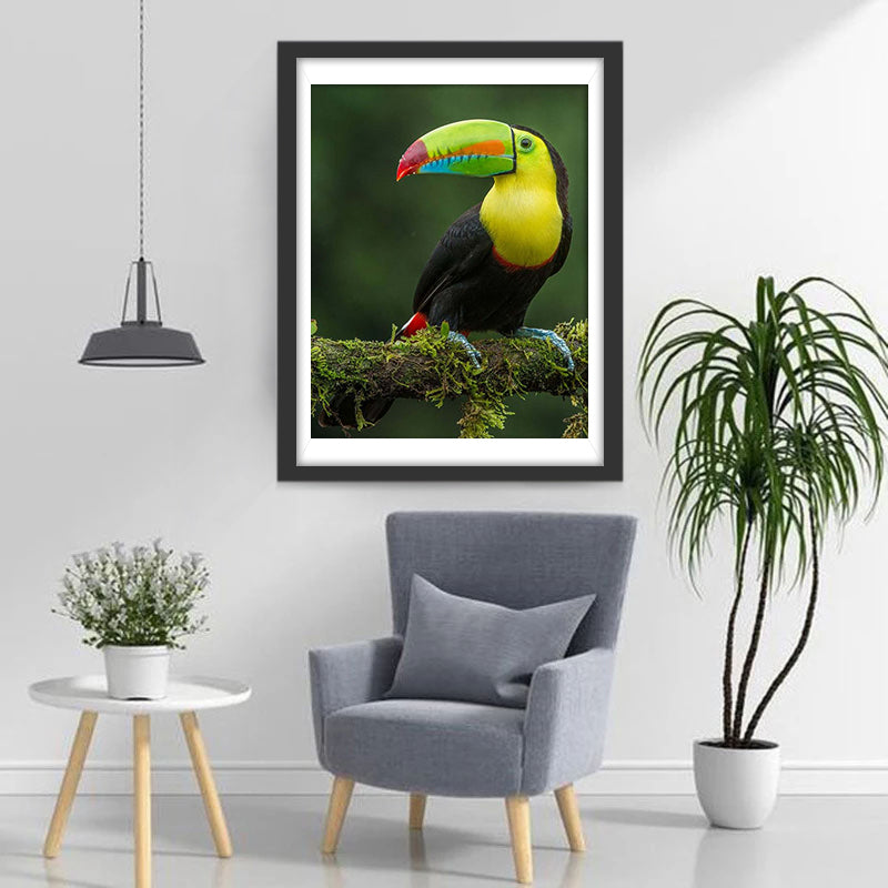 Oiseau Toucan Toco Broderie Diamant