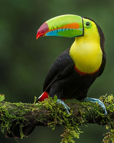 Oiseau Toucan Toco Broderie Diamant