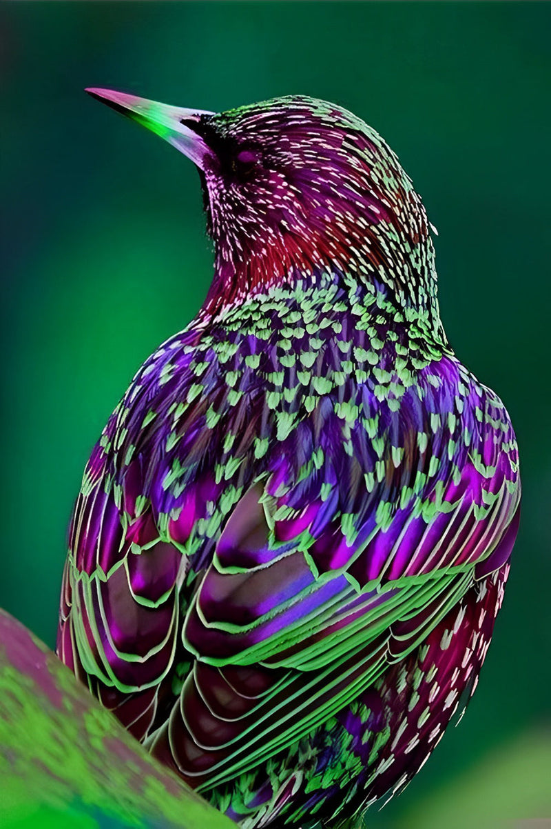 Oiseau Violet avec des Taches Vertes Broderie Diamant