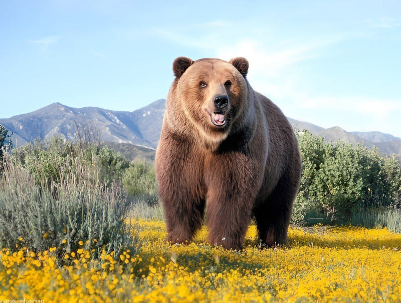 Ours Brun Enorme Broderie Diamant