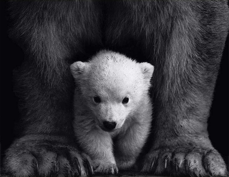 Ours Polaire Géant et le Bébé Broderie Diamant