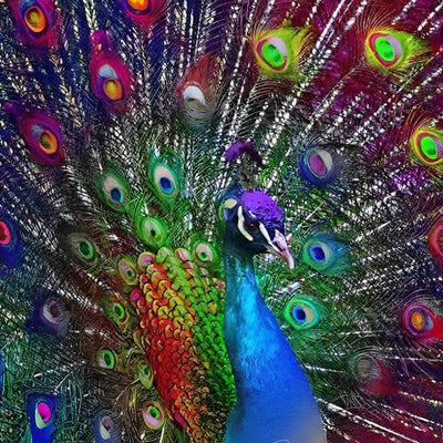 Paon Bleu à la Tête Violette Broderie Diamant