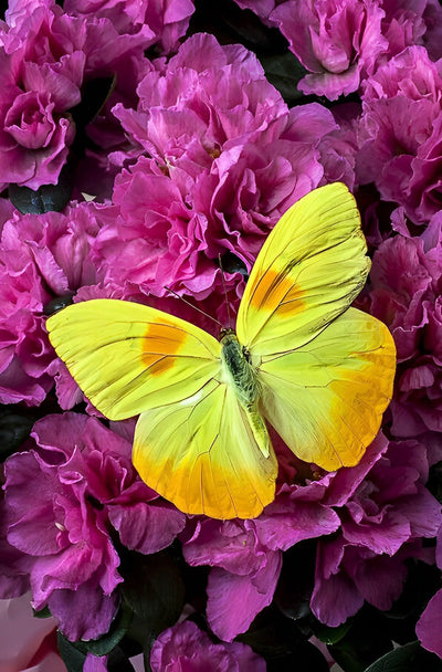 Papillon Jaune et Fleurs Roses Broderie Diamant