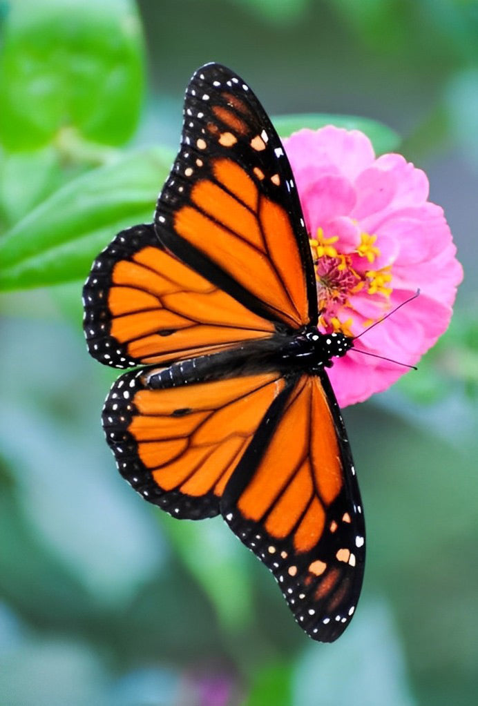 Papillon Orange et Fleurs Roses Volant Broderie Diamant