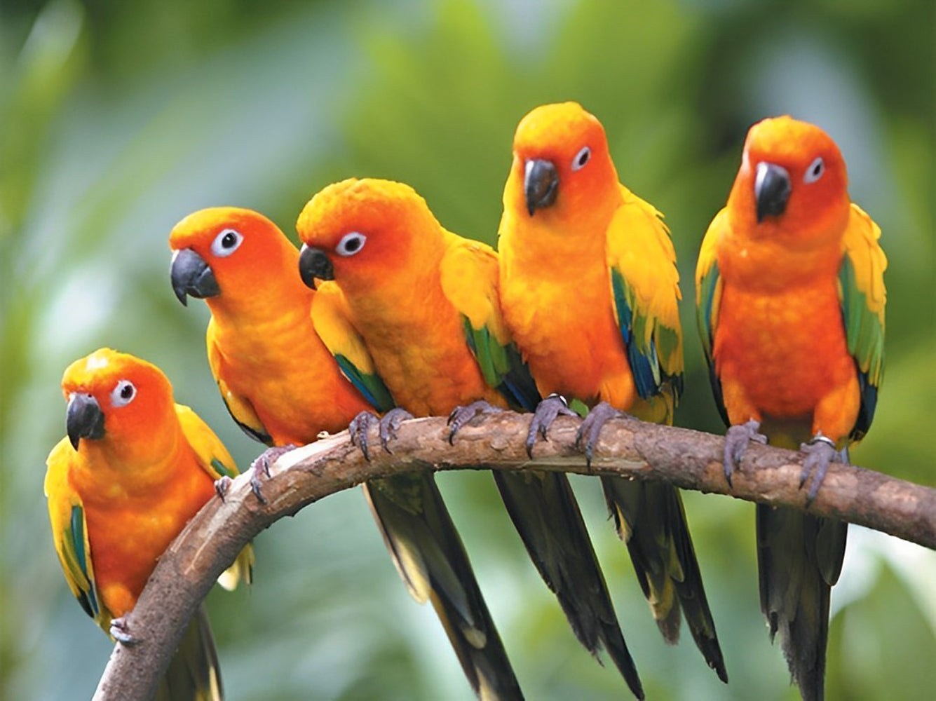 Perroquets Curieux sur la Branche Broderie Diamant