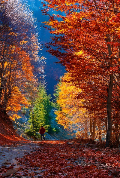 Personne Solitaire et la Forêt d'Erables Broderie Diamant