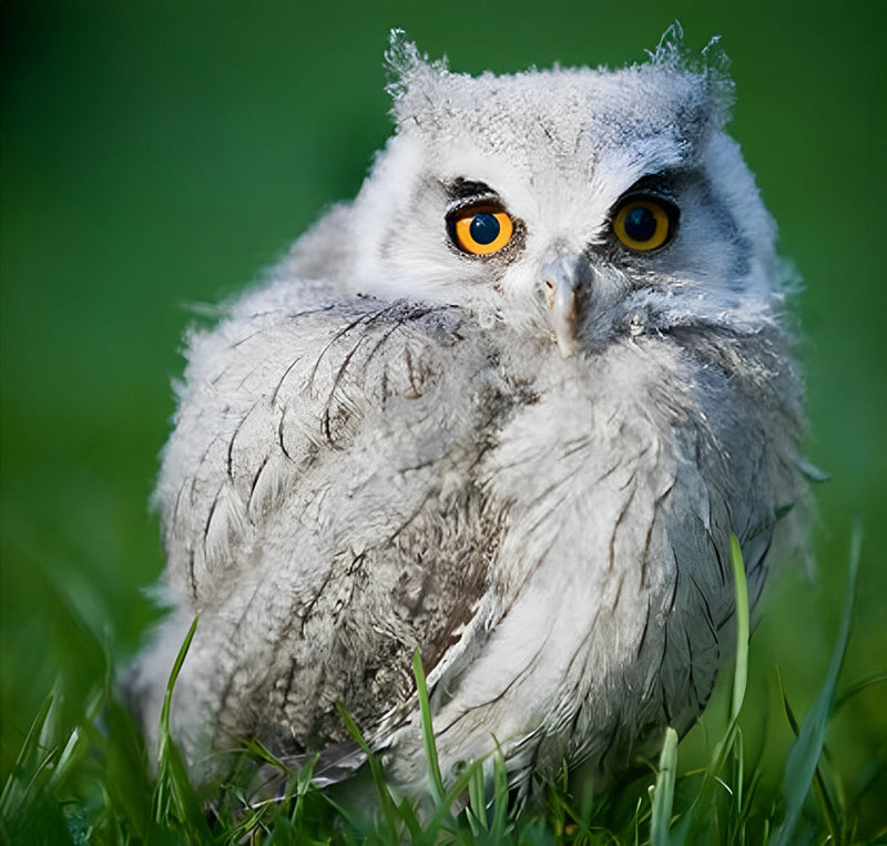 Petit Hibou Blanc Broderie Diamant