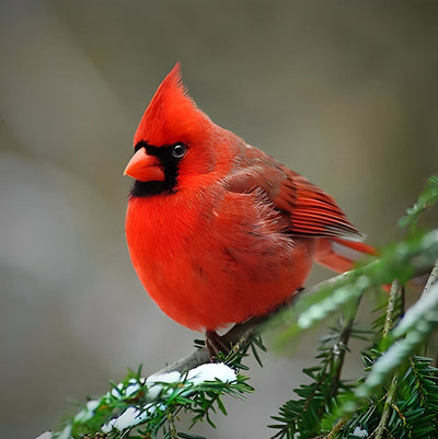Petit Oiseau Cardinalidé Broderie Diamant