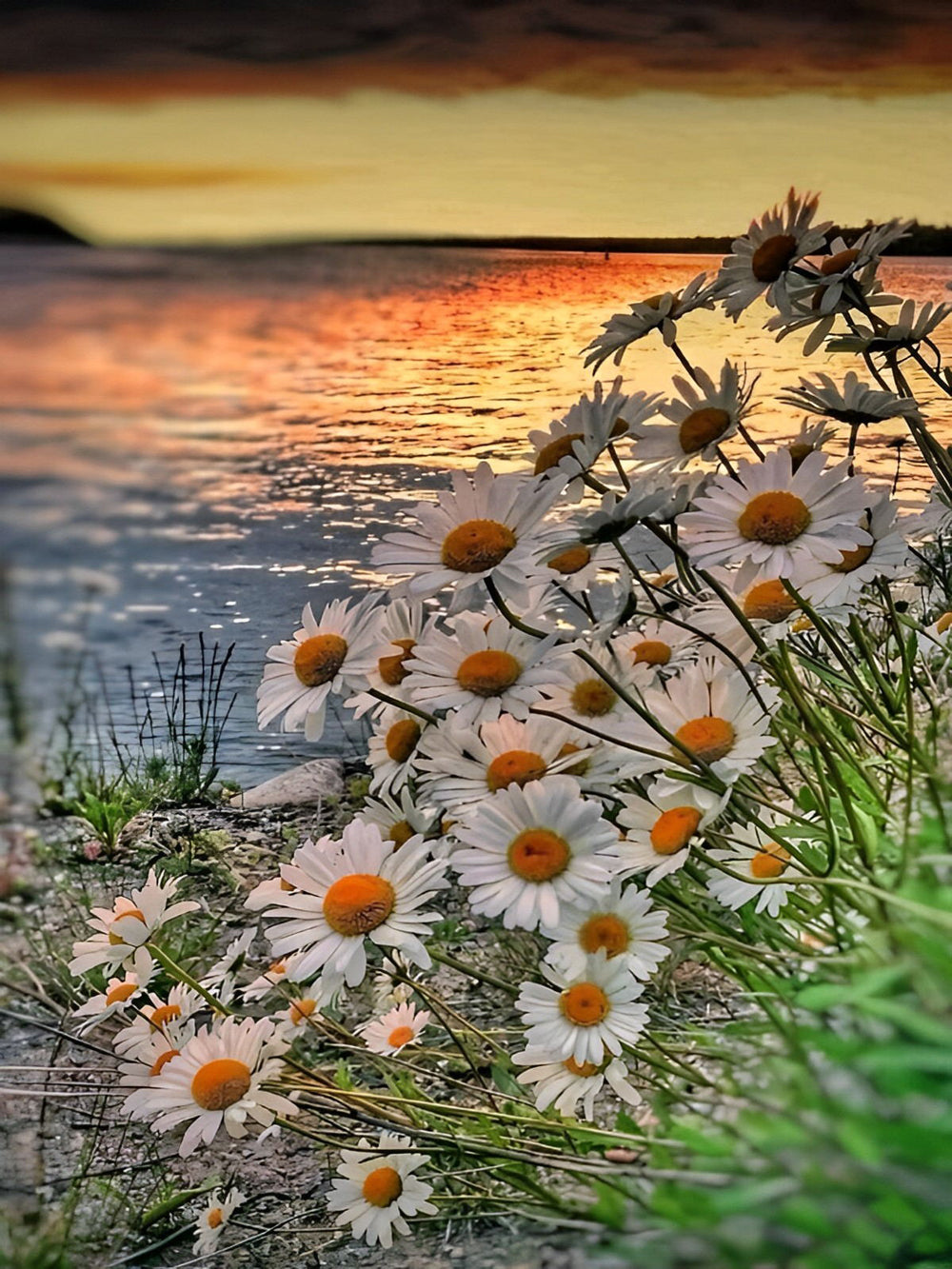 Petits Chrysanthèmes Blancs Broderie Diamant