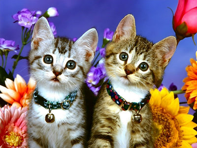 Photo de Groupe de Deux Chatons à la Tête Inclinée Broderie Diamant
