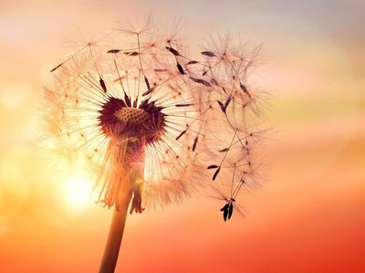Pissenlit et le Soleil Broderie Diamant